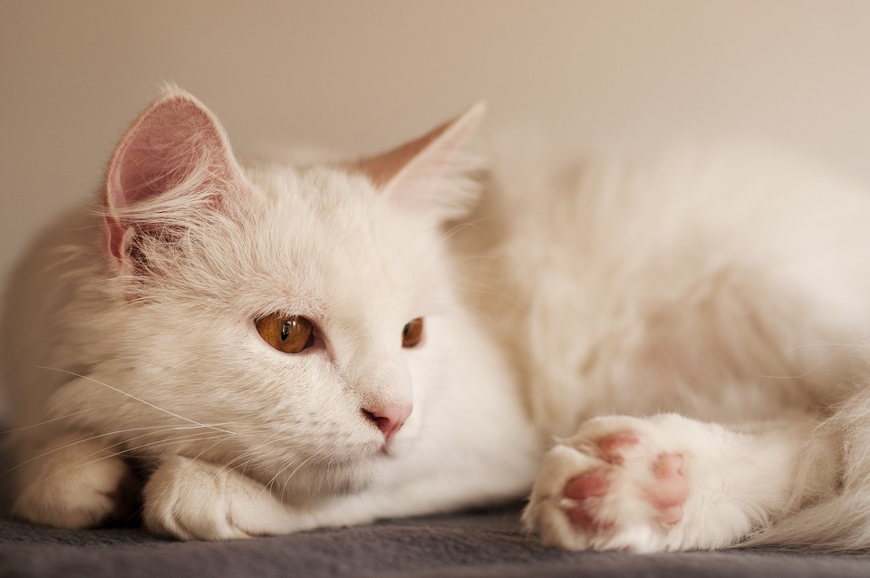 Turkijos angoros katė turi gražų, šilkinį ir švelnų kailį. Šukuoti reikia reguliariai, geriausia - šukomis su siaurais dantukais.